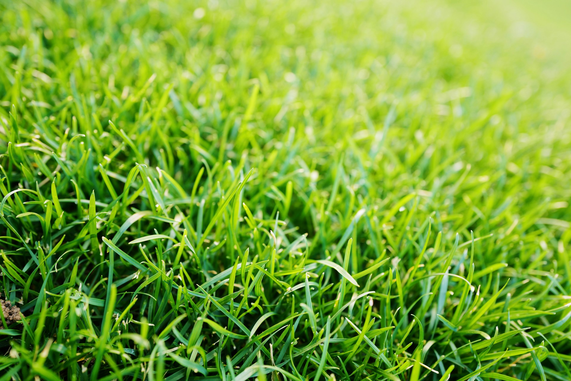 green grass in close up photography