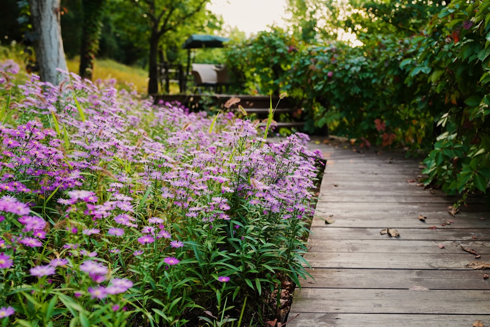 fiori viola su sentiero di legno marrone