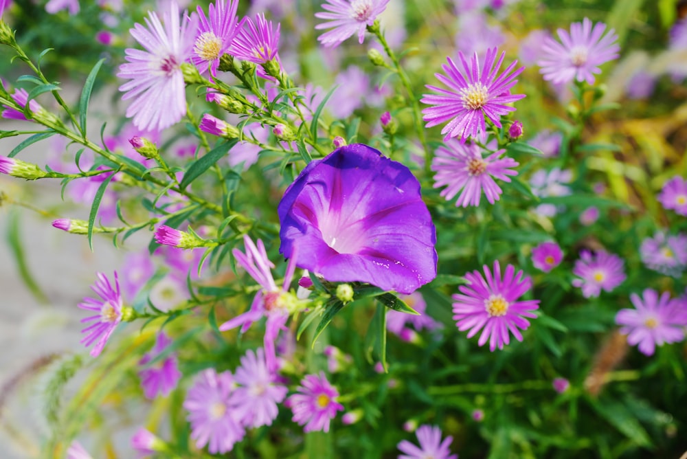 purple flower in tilt shift lens