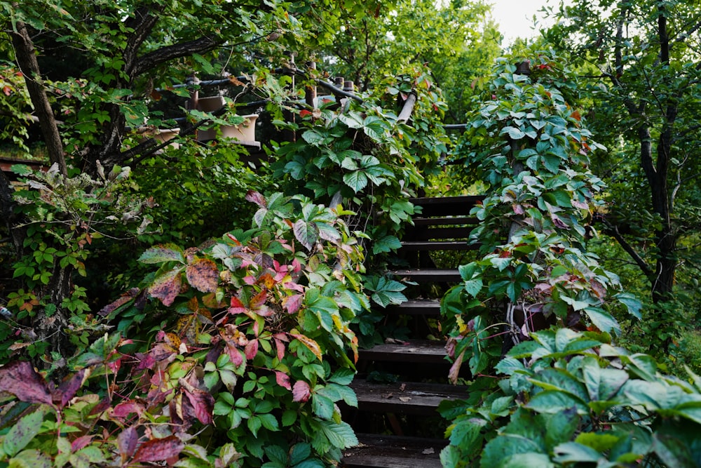 green and pink leaf plants