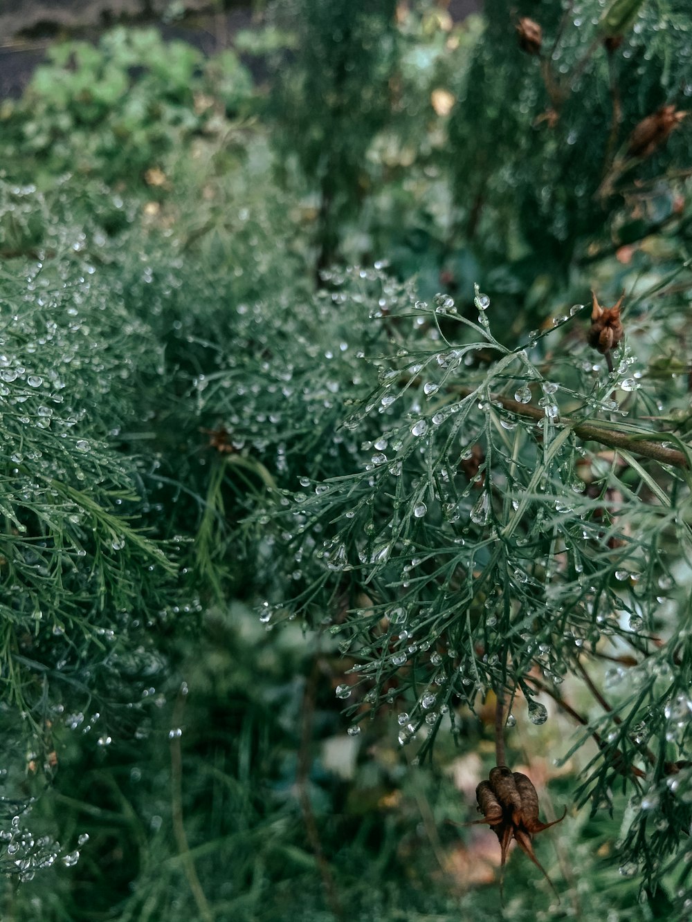 green plant with water droplets