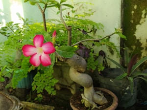 Imported Adenium