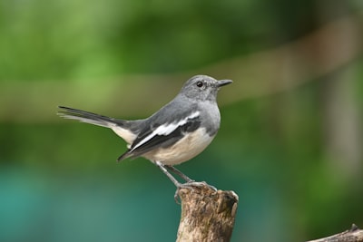 black and white bird on brown tree branch