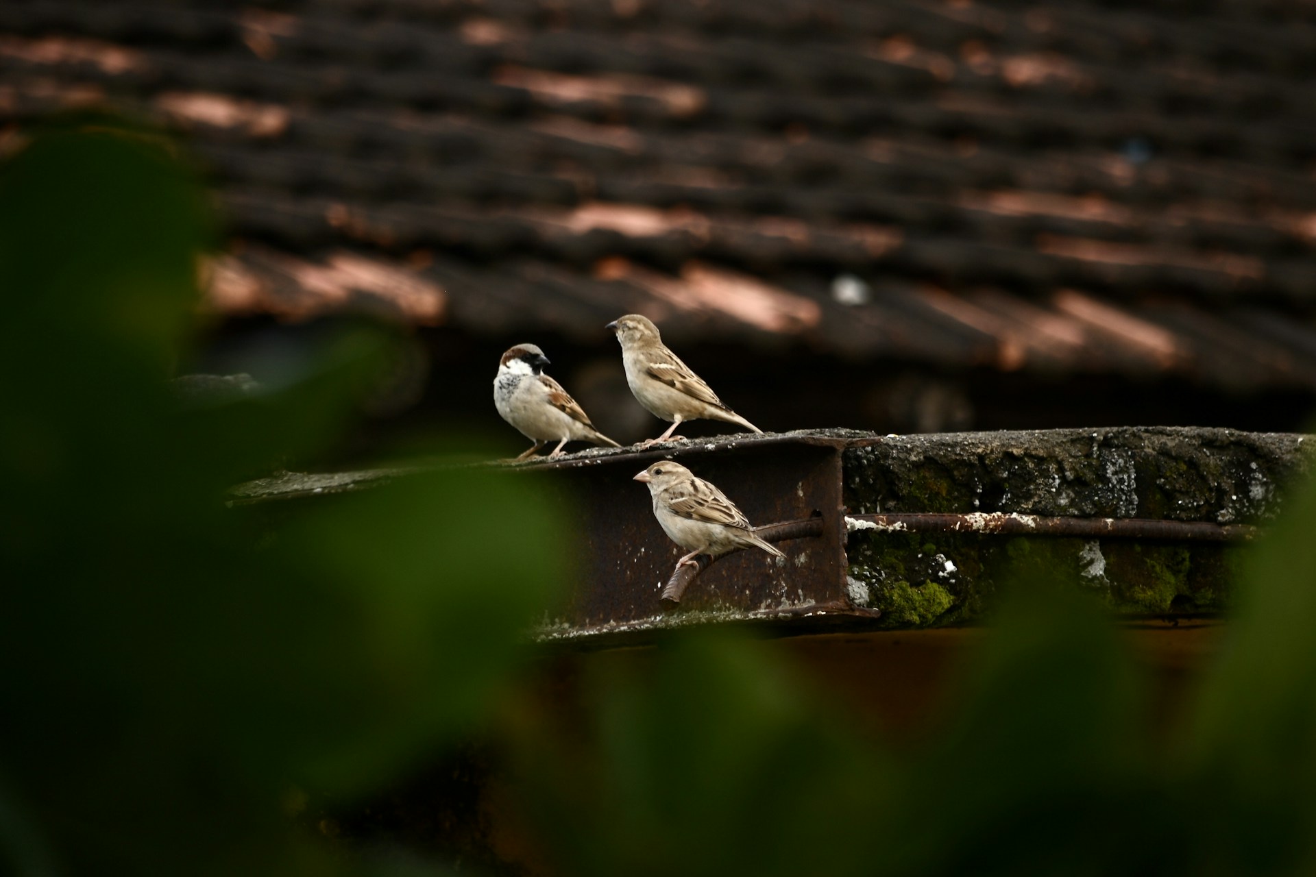 brown and white bird on brown wooden fence