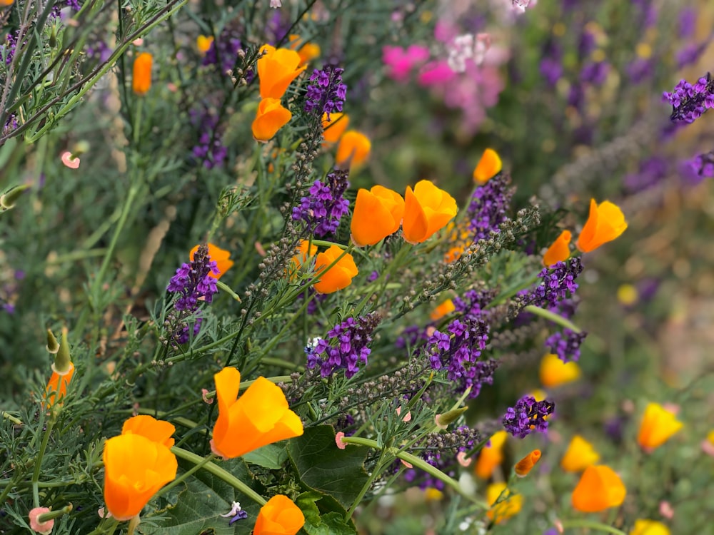 yellow flowers with purple flowers