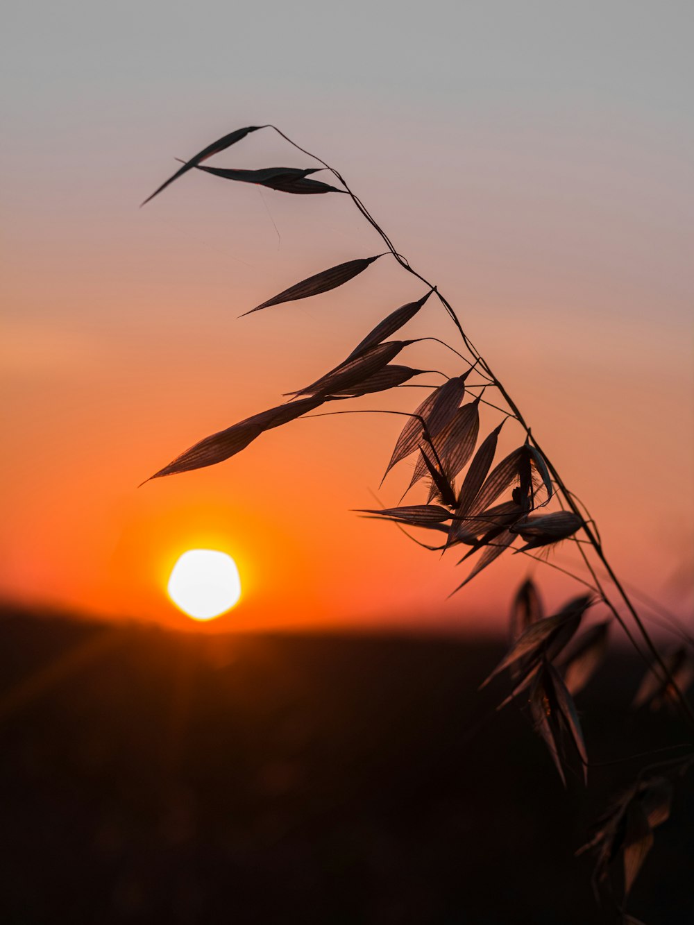 silhouette of grass during sunset