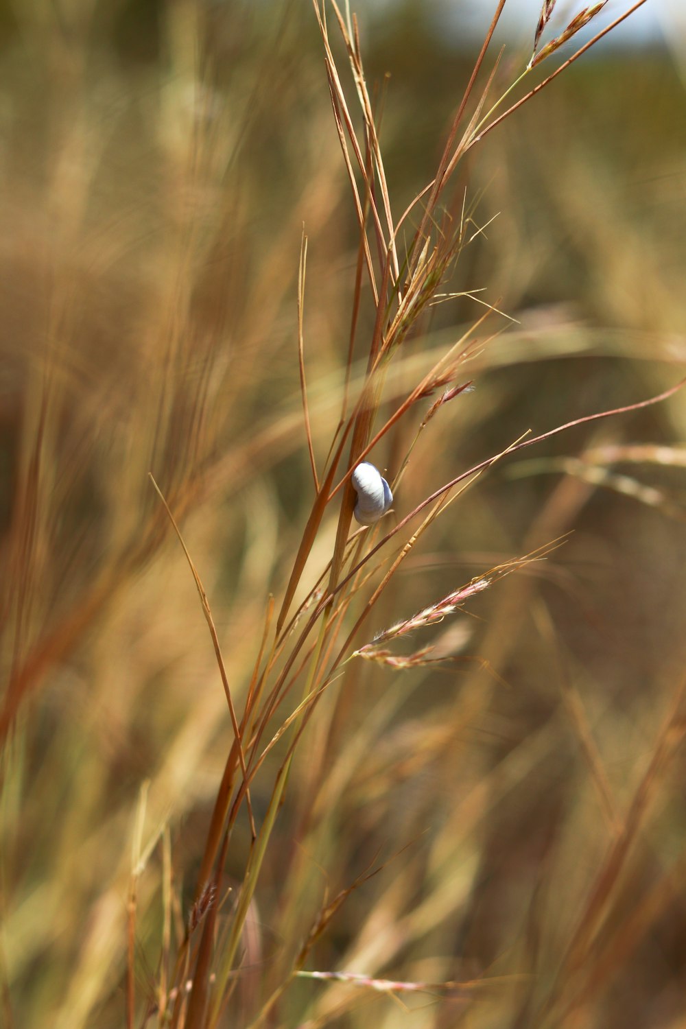 white and brown plant in close up photography