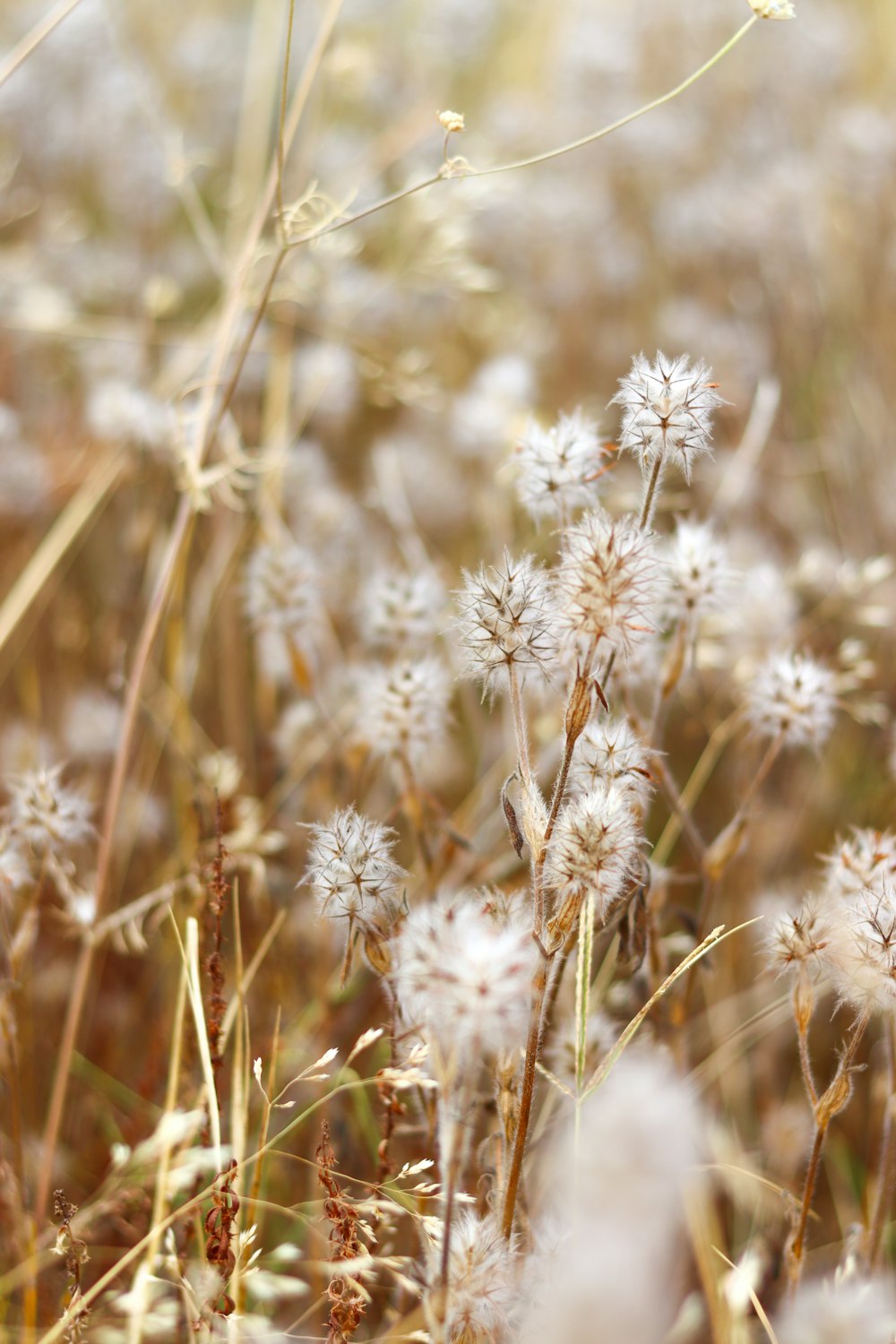 white flowers in tilt shift lens