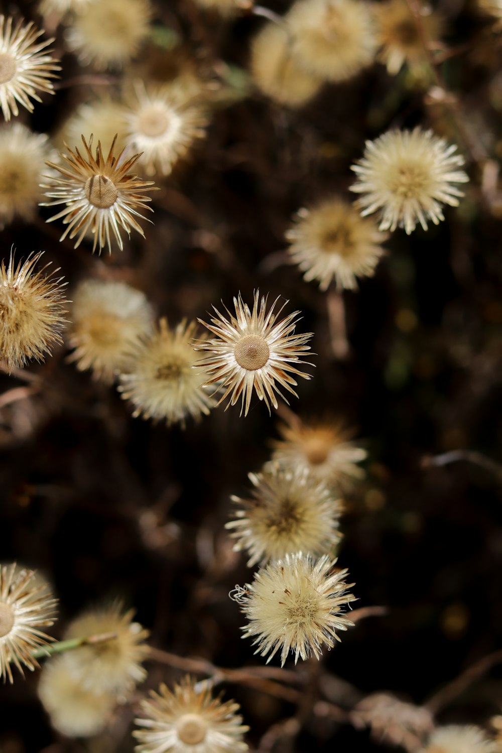 white dandelion in close up photography