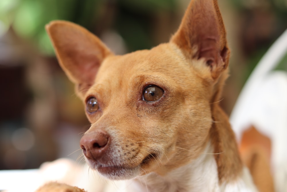 brown and white short coated dog