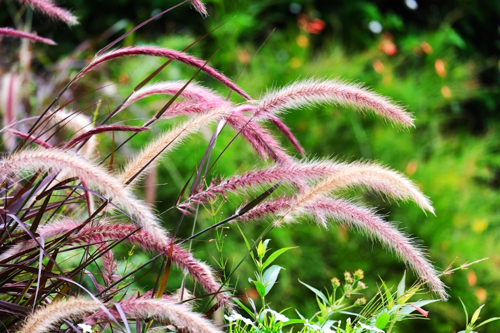 green and brown plant during daytime