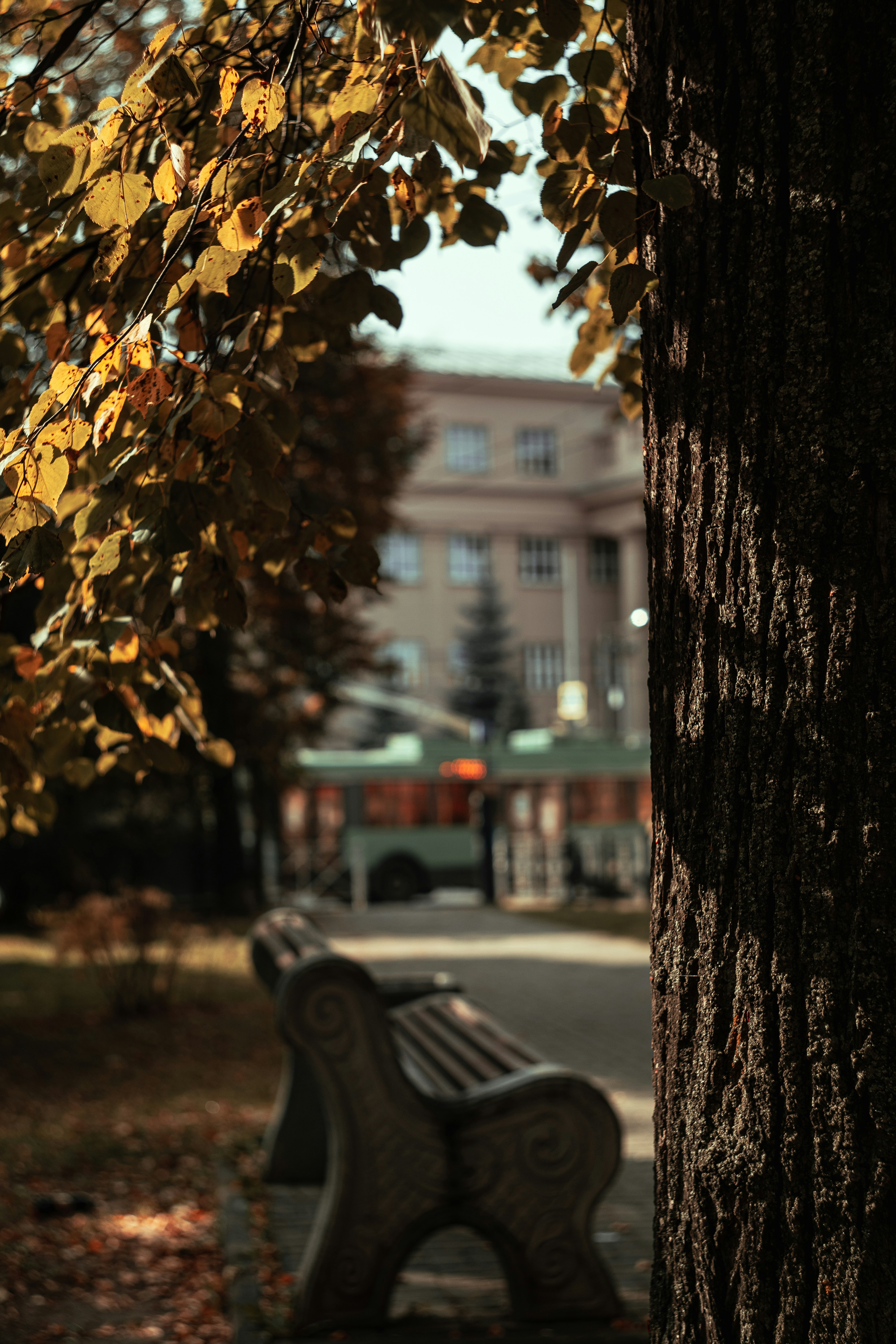yellow leaves on tree trunk