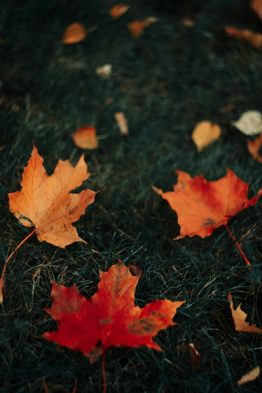 a bunch of leaves laying on the ground