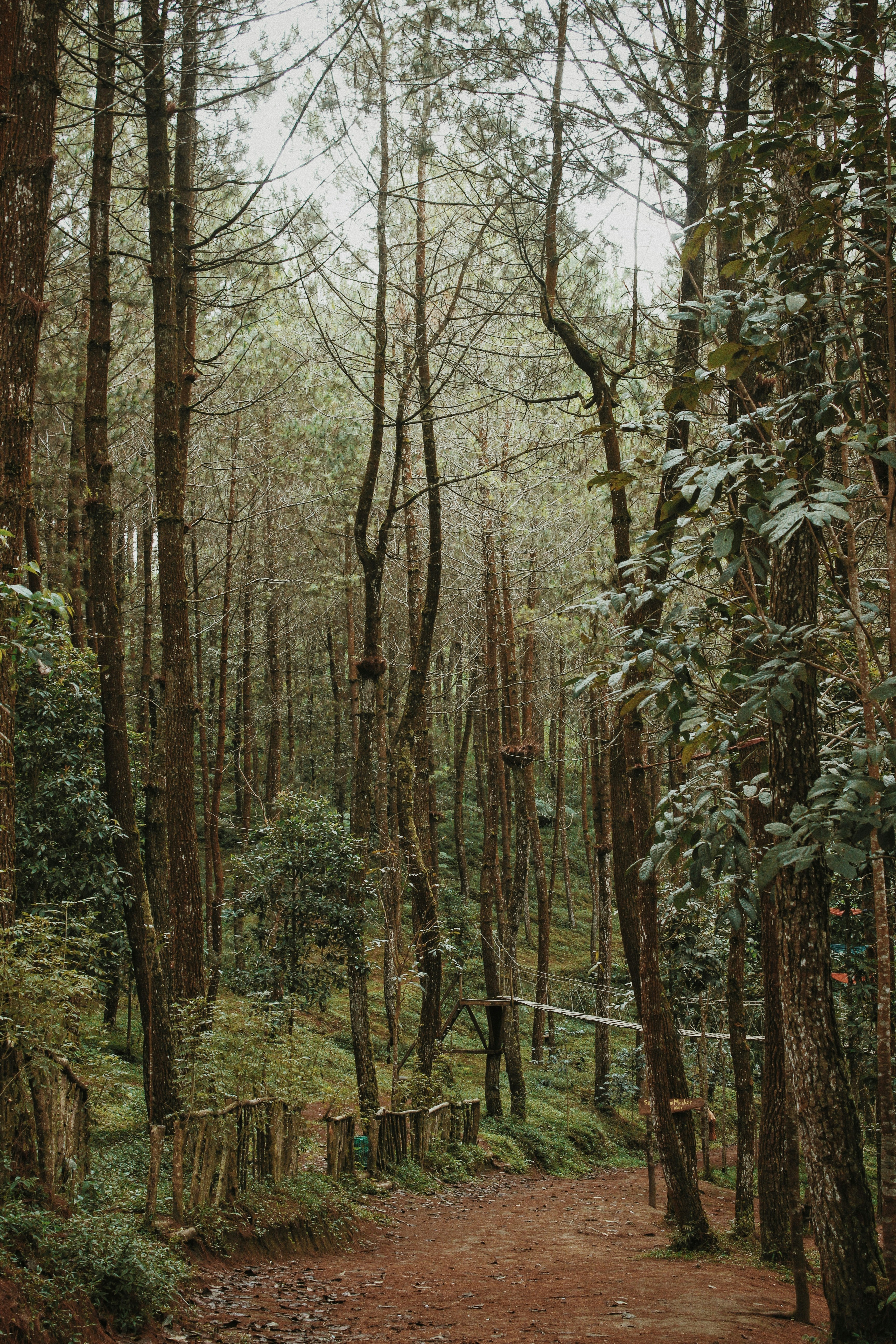 a dirt path in the middle of a forest