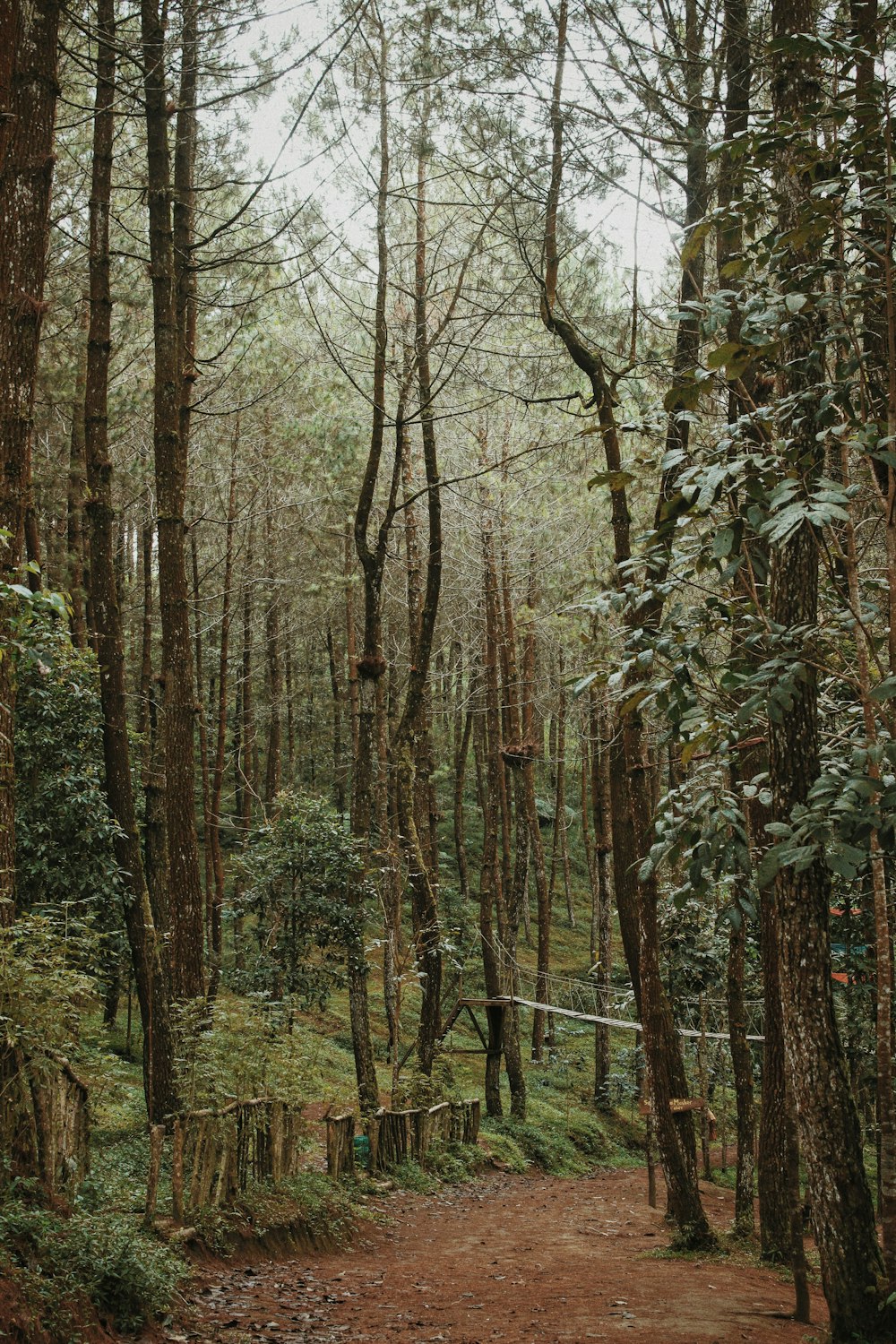 Un camino de tierra en medio de un bosque