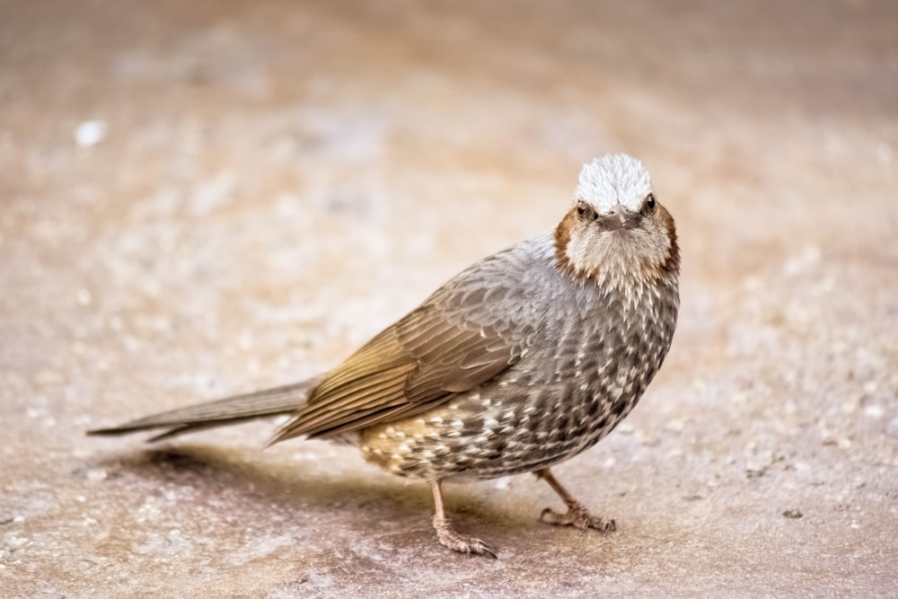 a small bird standing on the ground