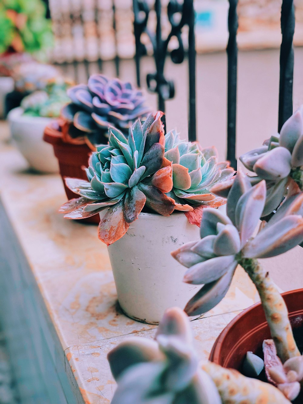 green and pink succulent plant