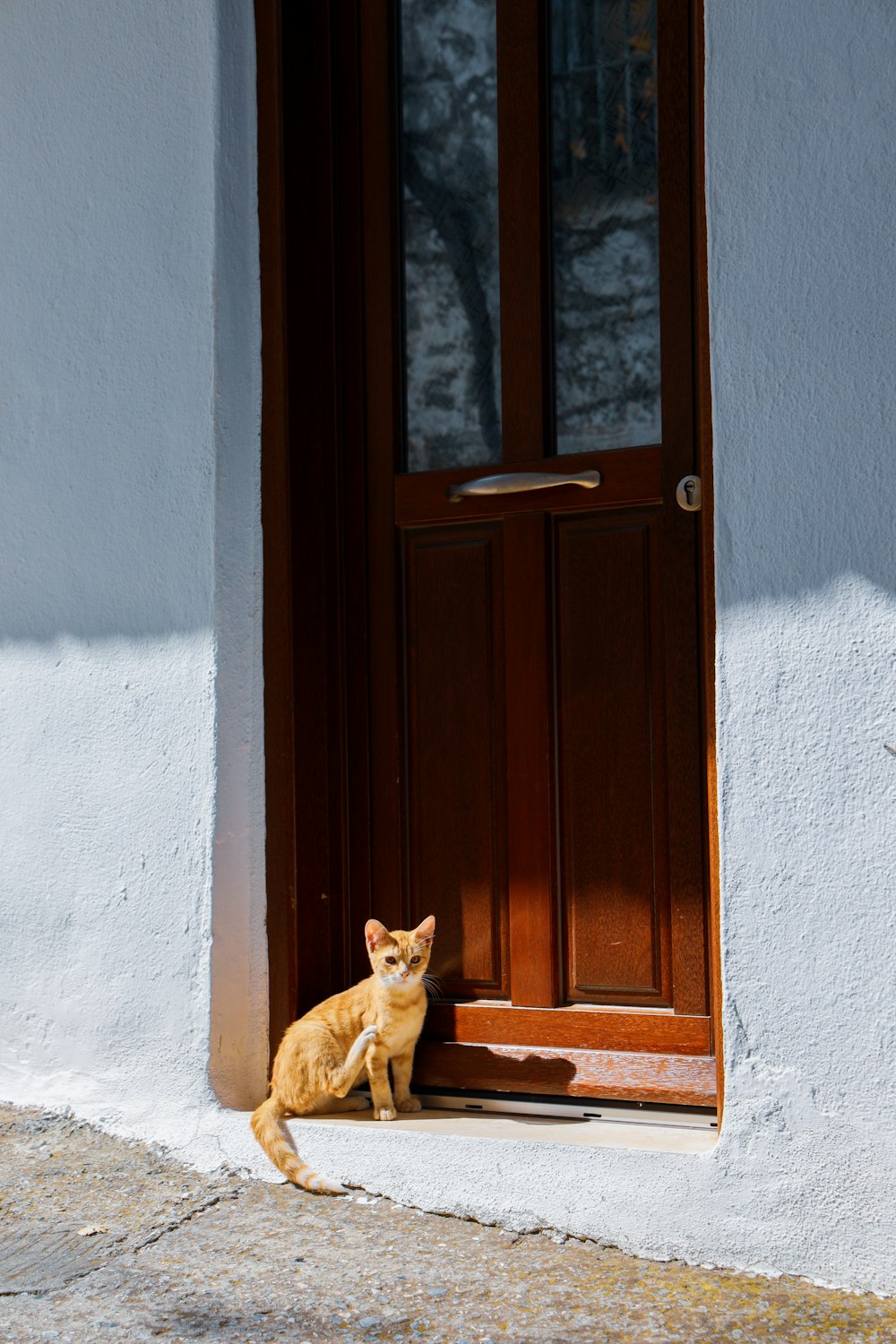 orange tabby cat on brown wooden door