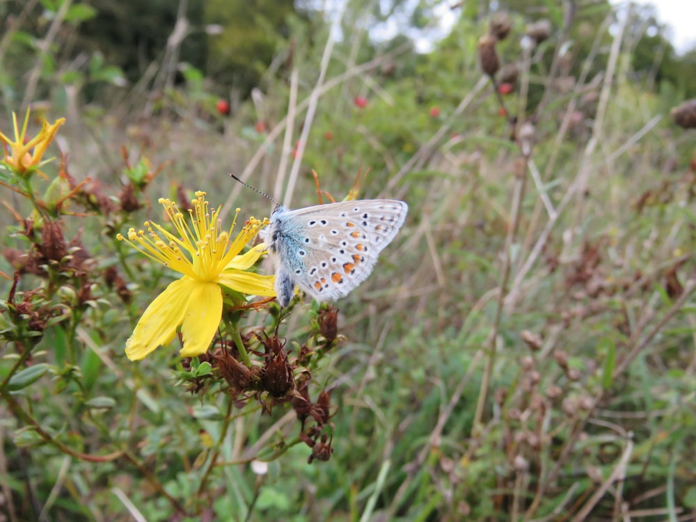 blue and white butterfly perched on yellow flower