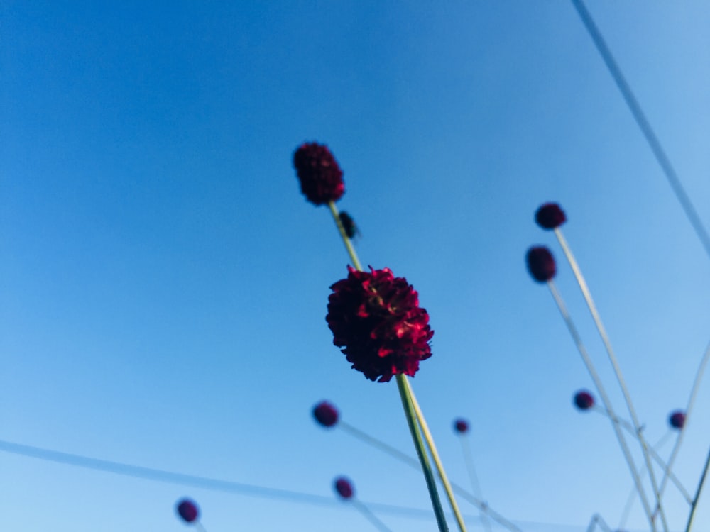 pink and white flower under blue sky during daytime