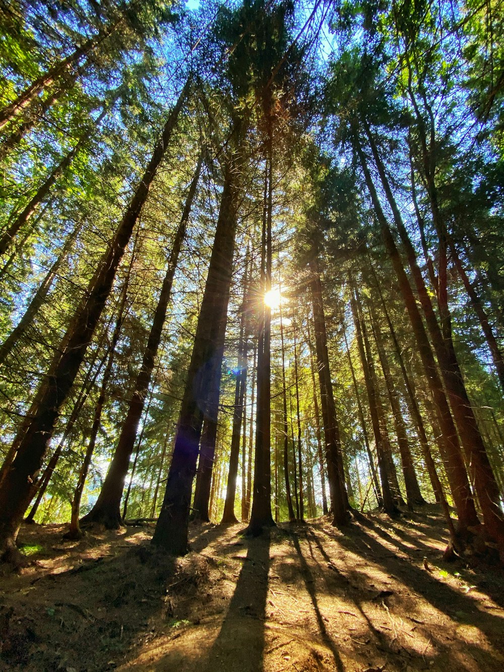 brown trees with sun rays