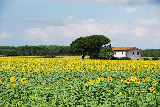 A vast field of vibrant sunflowers stretches under a bright blue sky with scattered clouds. In the background, a small white farmhouse with a red roof is surrounded by lush green trees, creating a charming rural landscape.