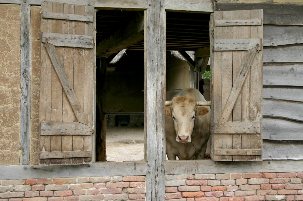 brown cow in a wooden house