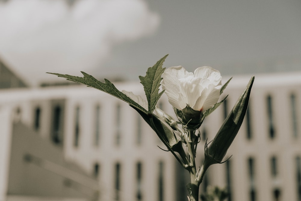 white flower in grayscale photography