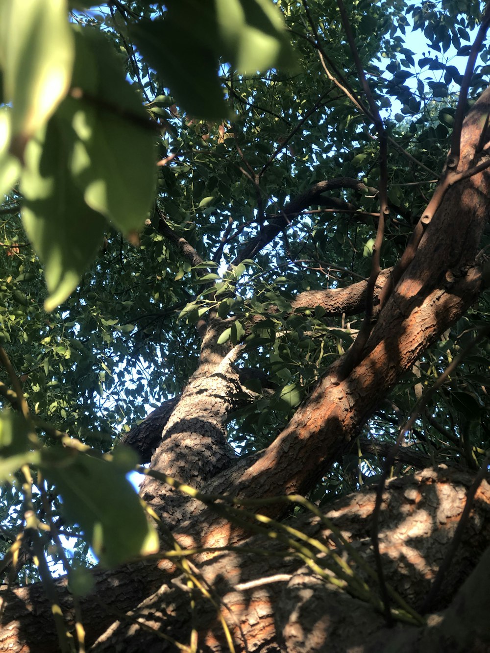 low angle photography of green leaf tree during daytime
