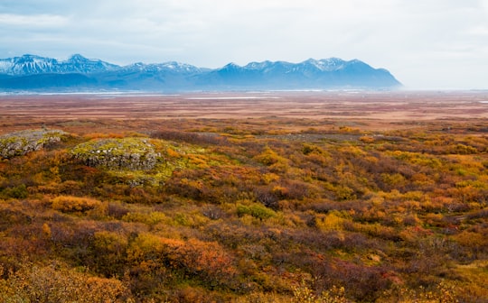 green grass field near mountains during daytime in Borgarfjörður Iceland