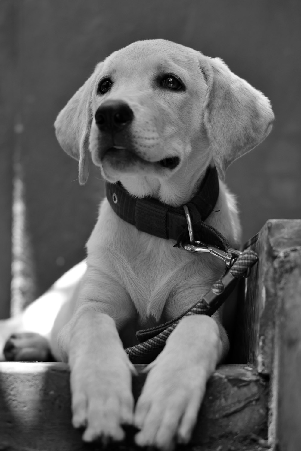 grayscale photo of short coated dog