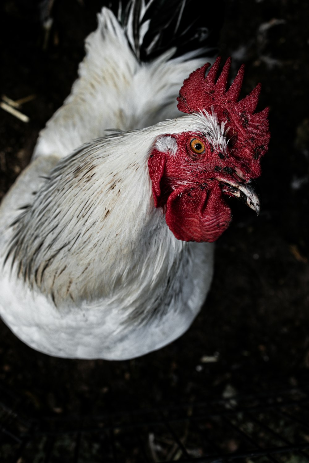 white and red rooster on brown soil