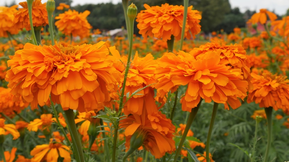 Orangefarbene Blumen in Tilt Shift-Linse