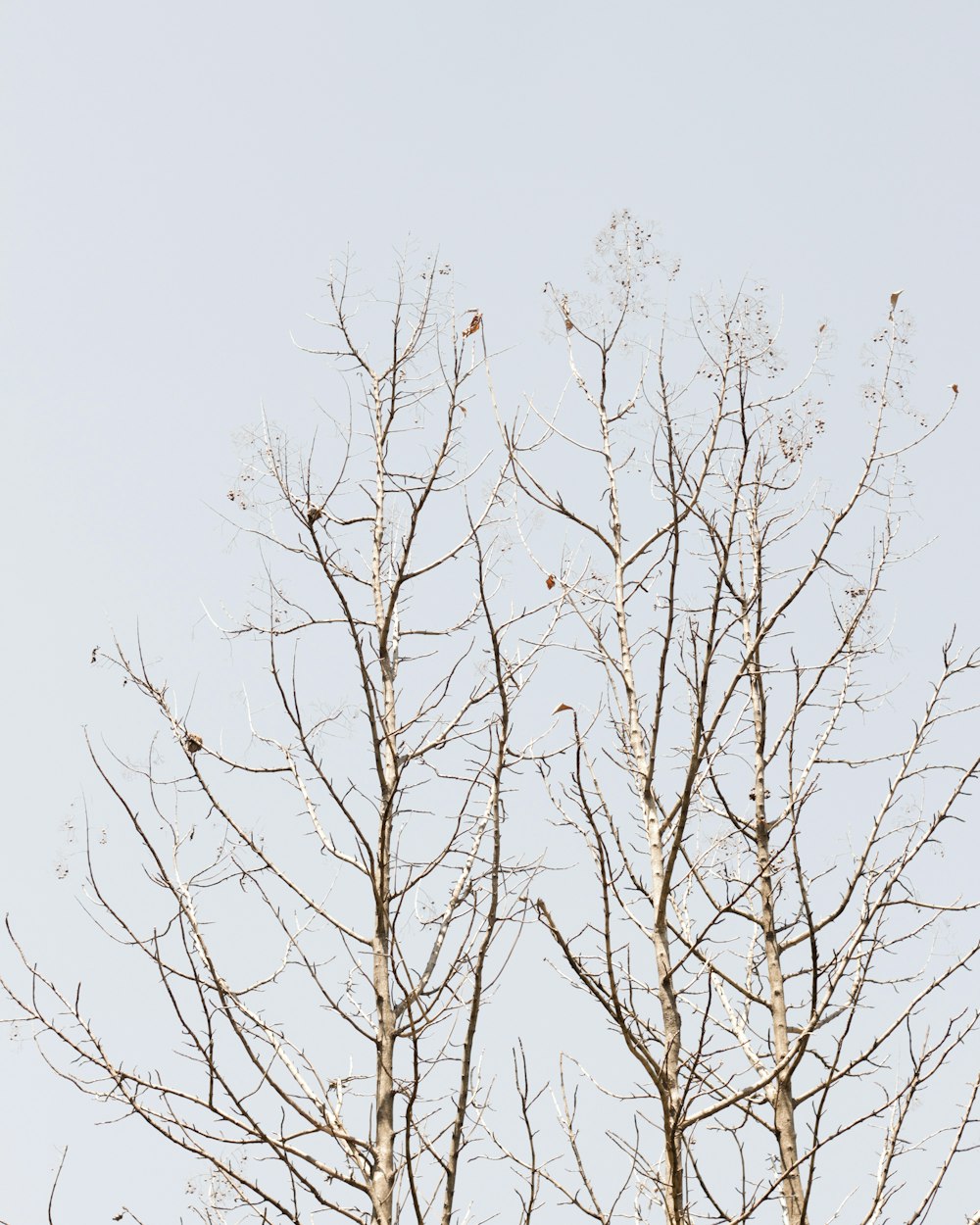 albero senza foglie marrone sotto il cielo bianco