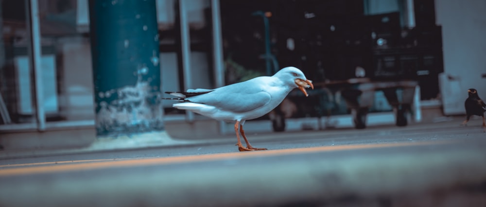 white bird on brown wooden plank during daytime