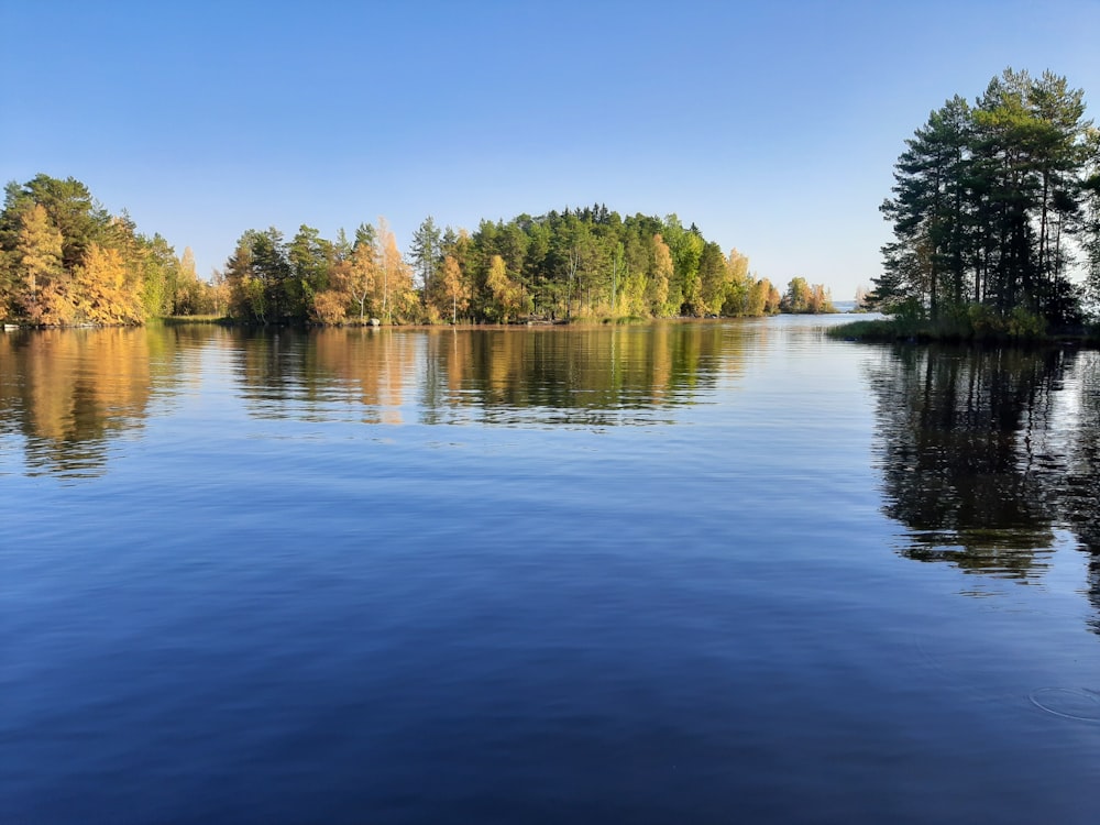 green trees beside body of water during daytime