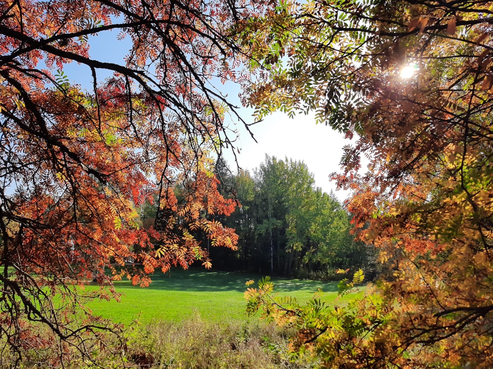 green and brown trees on green grass field during daytime