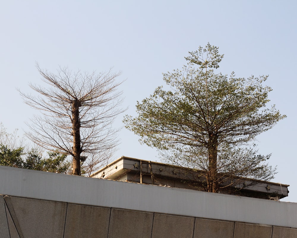 leafless tree beside gray concrete wall