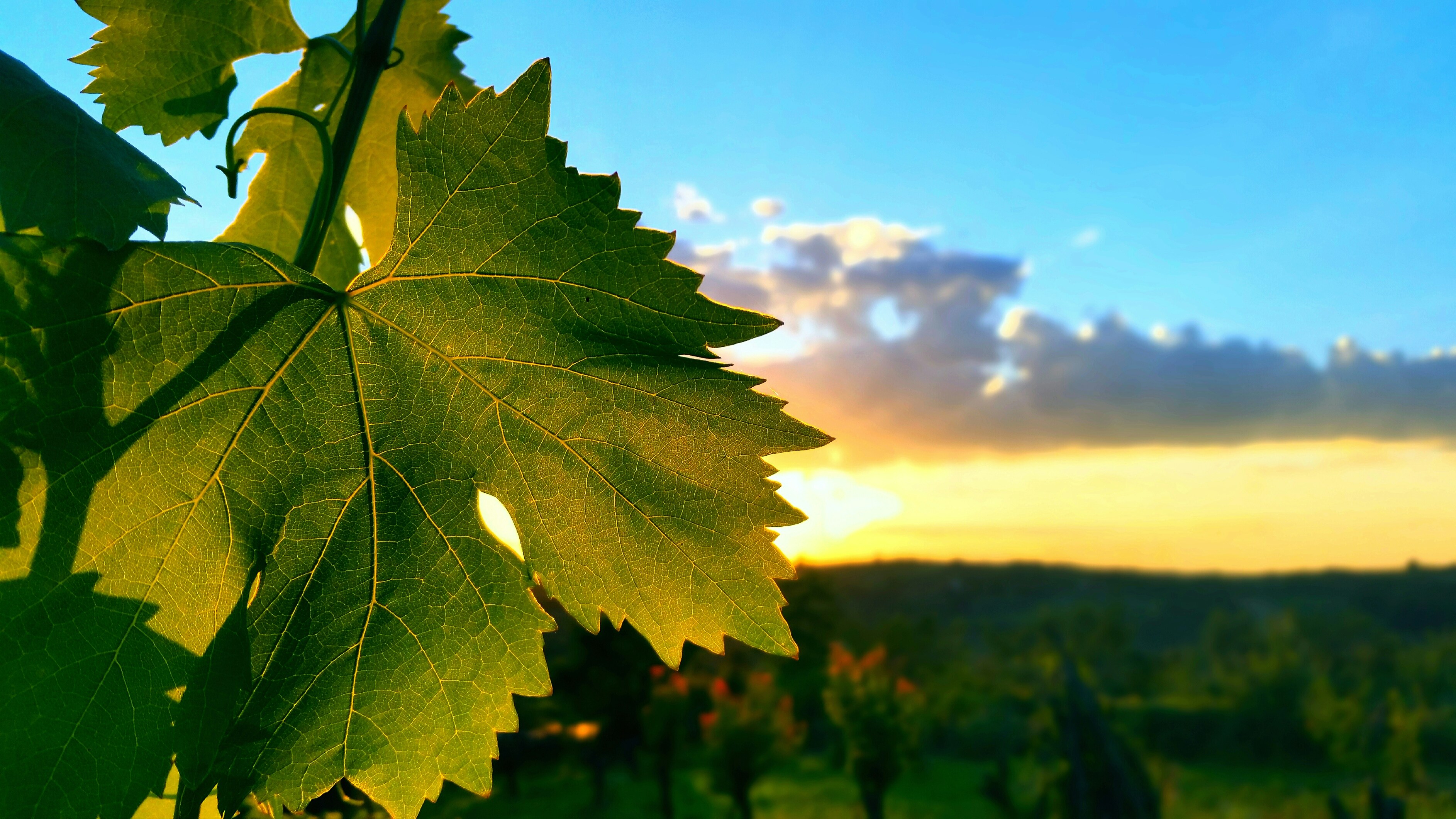Vineyard grapes under blue sky