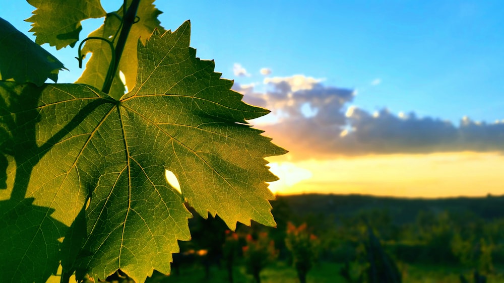 green leaf under blue sky during daytime