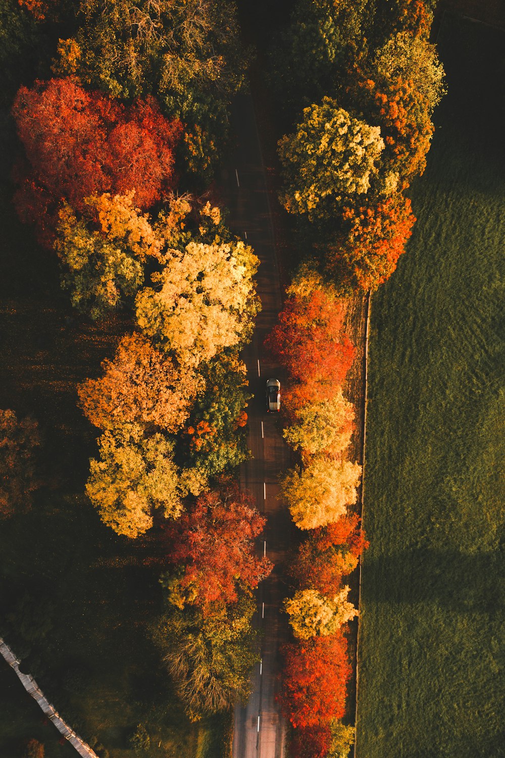 brown trees on green grass field during daytime