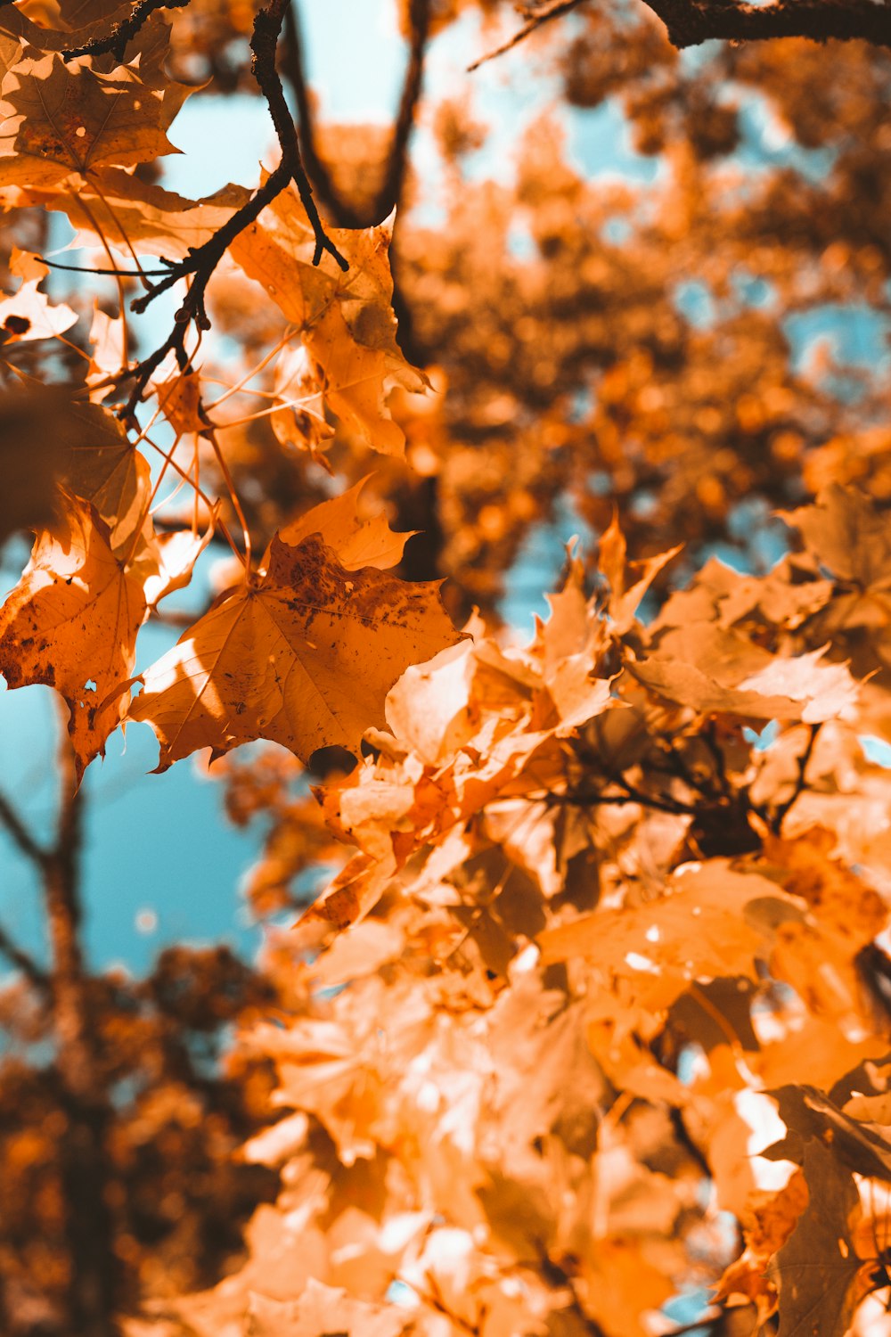 brown maple leaves during daytime