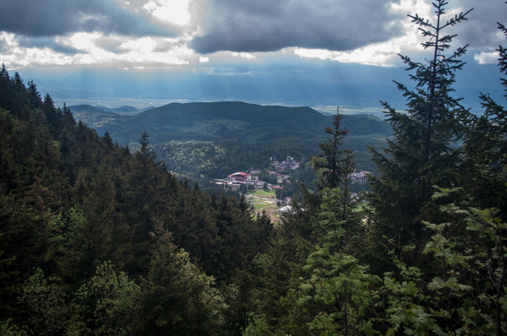 green trees under white clouds during daytime