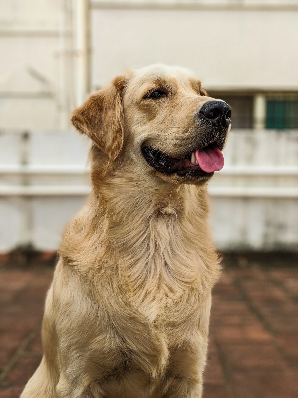 golden retriever sitting on brown wooden floor during daytime