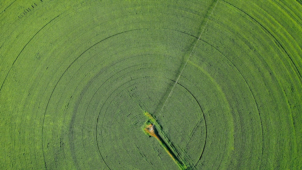 libellule verte et noire sur feuille verte