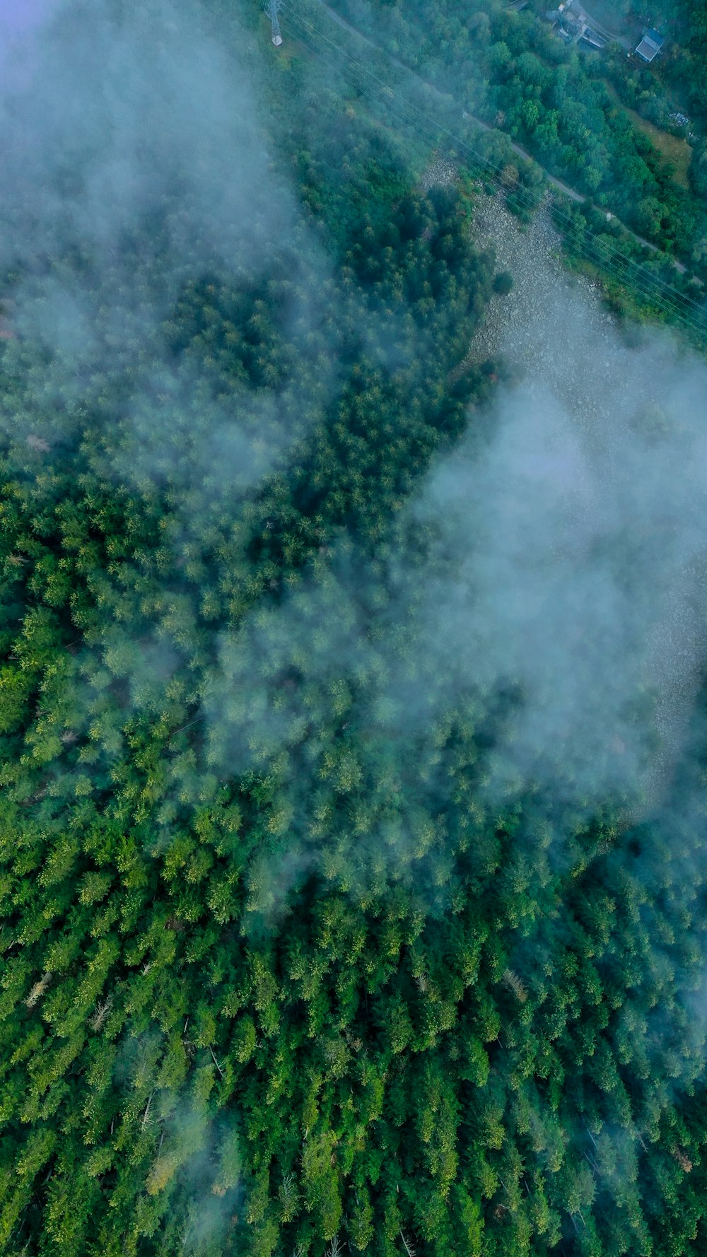 green trees under white clouds during daytime