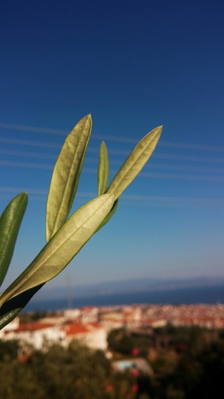 green plant in close up photography