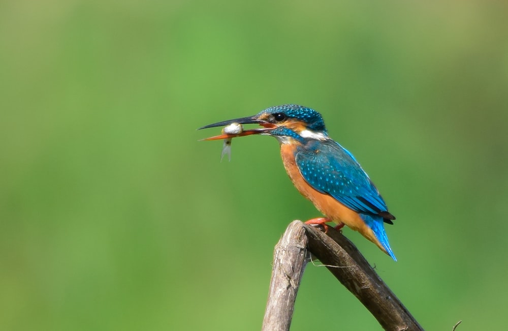 a colorful bird with a fish in its beak