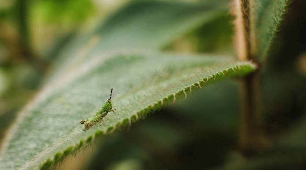 green leaf with water droplets