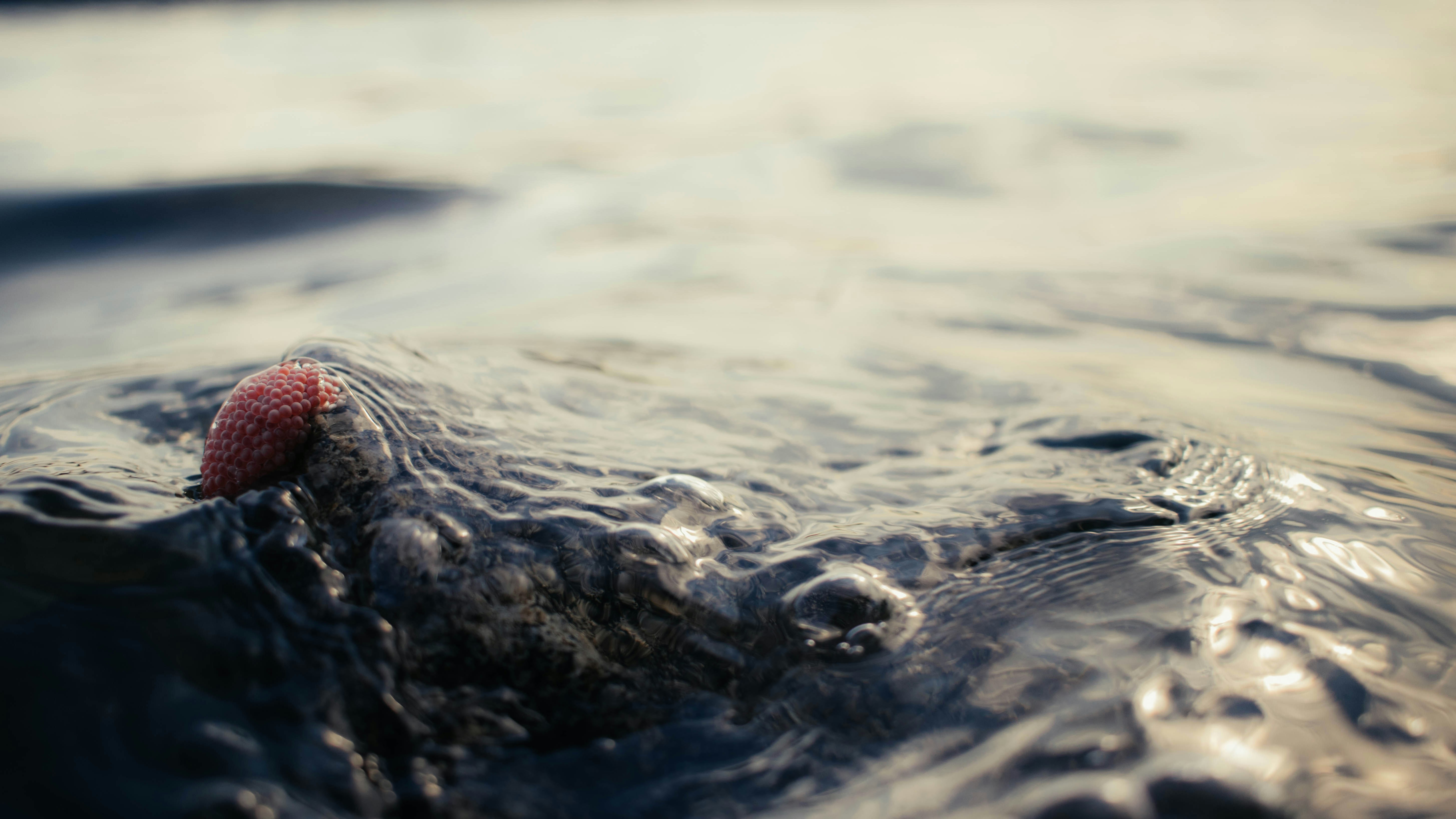 a strawberry floating on top of a body of water